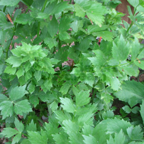 Lovage Common (10-20cm Height Including Pot) Garden Plant - Aromatic Perennial, Compact Size