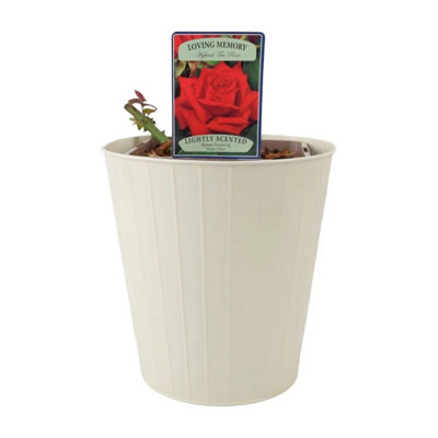 Loving Memory Rose 55L CrimsonScarlet Blooms Fragrant Garden Rose ...