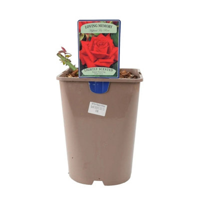 Loving Memory Rose 55L CrimsonScarlet Blooms Fragrant Garden Rose ...