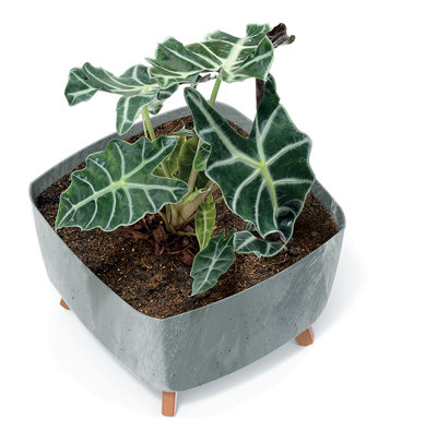 Low Planter Flower Pot with Legs Insert Square Decorative Indoor Outdoor Anthracite Concrete Small