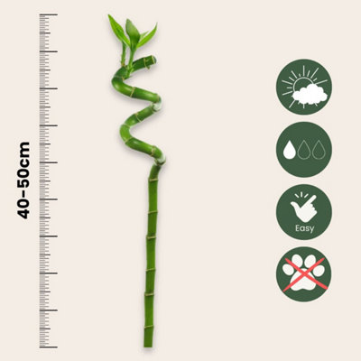 LUCKY BAMBOO - 12 PCS. - DRACAENA SANDERIANA - HEIGHT 40-50CM - POT 2CM