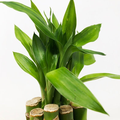 Lucky Bamboo 40cm Stems - 3 Straight Stems - Dracaena Sanderiana - Indoor Plant Gift - 3