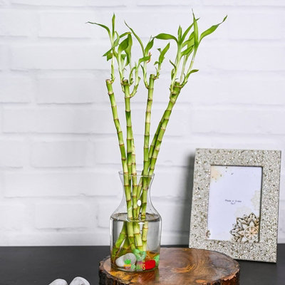 Lucky Bamboo 40cm Stems - 3 Straight Stems - Dracaena Sanderiana - Indoor Plant Gift - 4