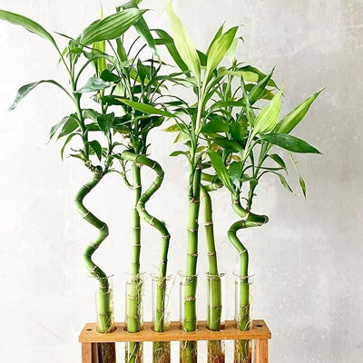 Lucky Bamboo 40cm Stems - 4 Spiral Stems - Dracaena Sanderiana - Indoor  Plant Gift