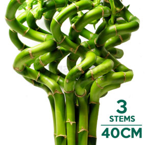 Lucky Bamboo - Serene Trio of Elegance (3 Stems, 40-45cm)