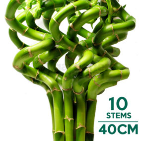 Lucky Bamboo - Tower of Prosperity and Good Fortune (10 Stems, 40-45cm)
