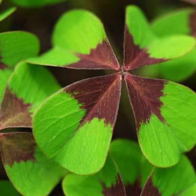 Lucky Clover Plant - Oxalis deppei Iron Cross in 9cm Pot