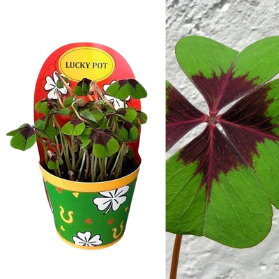 Lucky Clover Plant - Oxalis deppei Iron Cross in 9cm Pot