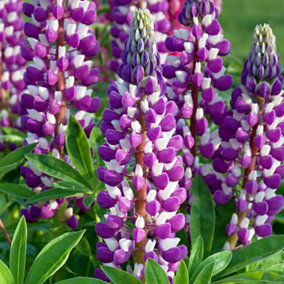 Lupin Blacksmith - Dramatic Perennial Flower for Impressive UK Gardens - Outdoor Plant (20-30cm Height Including Pot)