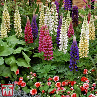 Lupin Gallery Mix 9cm Potted Plant x 1