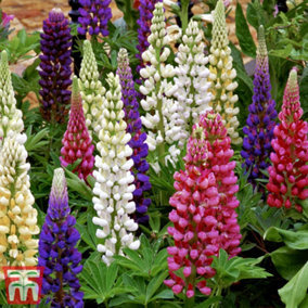 Lupin Gallery Mix 9cm Potted Plant x 3