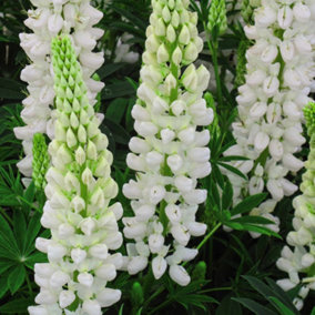 Lupin Gallery White 1 Litre Potted Plant x 1
