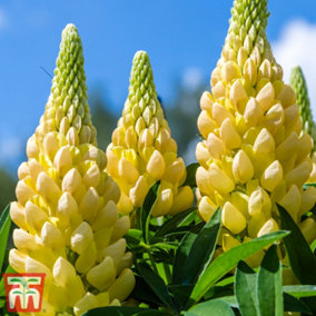 Lupin Gallery Yellow 1 Litre Potted Plant x 3