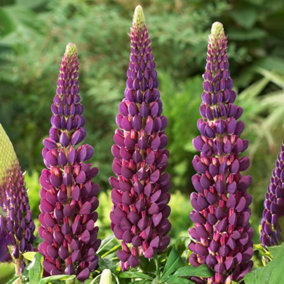 Lupin Masterpiece - Exquisite Perennial Flower for Stunning UK Gardens - Outdoor Plant (20-30cm Height Including Pot)