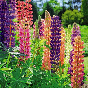 Lupin Russell Mixed 1 Litre Potted Plant x 1
