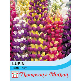 Lupin Tutti Frutti 1 Seed Packet (40 Seeds)