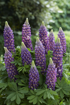 Lupinus West Country Magic Lantern - Strong Purple Flower Spike - Hardy ...