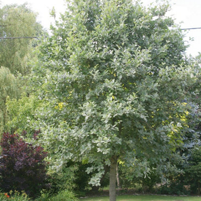 lutescens-whitebeam-tree-sorbus-aria-outdoor-ornamental-pot-1-5m-1-8m