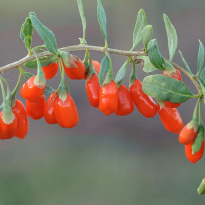 Lycium barbarum (Goji Berry) No.1 Lifeberry 9cm Pot x 3