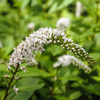 Lysimachia ephemerum 1 Litre Potted Plant x 1 | DIY at B&Q