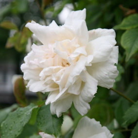 Madame Alfred Carrière Rose Bush White Flowering Roses Climbing Noisette Rose 4L Pot