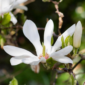 Magnolia Alba Superba Garden Plant - Fragrant White Blooms, Compact Size (20-30cm Height Including Pot)