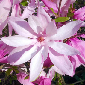 Magnolia Betty Garden Plant - Pink-White Blooms, Compact Size (20-30cm Height Including Pot)
