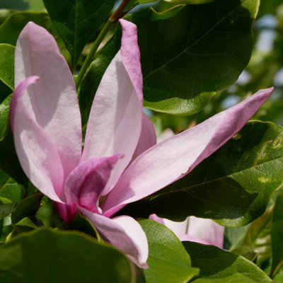 Magnolia Betty Garden Plant - Pink-White Blooms, Compact Size (20-30cm Height Including Pot)