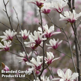 Magnolia dendudata Sunrise Beauty 1 Bare Root