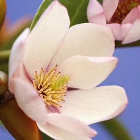 Magnolia Fairy Blush in a 3L Pot