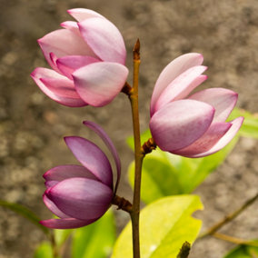 Magnolia Fairy Blush Pink - Delicate Pink Blooms and Compact Size for Gardens (20-30cm Height Including Pot)
