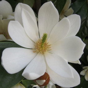 Magnolia Fairy Cream 13cm Potted Plant x 1