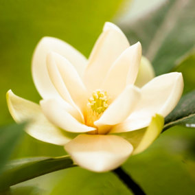 Magnolia Fairy Cream - Cream-Colored Blooms and Compact Size for Gardens (20-30cm Height Including Pot)
