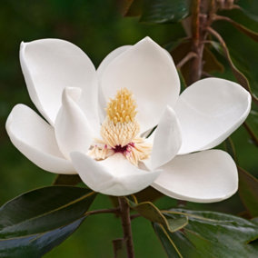 Magnolia Fairy White - Stunning White Blooms and Compact Size for Gardens (20-30cm Height Including Pot)