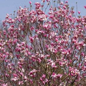 Magnolia Galaxy Garden Plant - Deep Pink Blooms, Compact Size (20-30cm Height Including Pot)