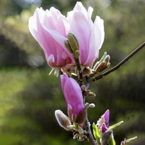 Magnolia George Henry Kern - Fragrant Flowering Tree for Enchanting Outdoor Gardens - UK Plant (20-30cm Height Including Pot)