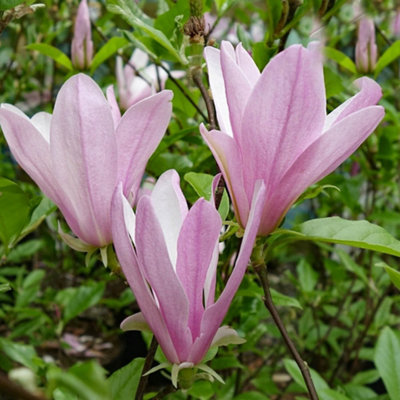 Magnolia George Henry Kern - Fragrant Flowering Tree for Enchanting Outdoor Gardens - UK Plant (20-30cm Height Including Pot)