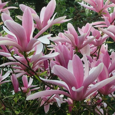 Magnolia George Henry Kern - Fragrant Flowering Tree for Enchanting Outdoor Gardens - UK Plant (20-30cm Height Including Pot) - 3