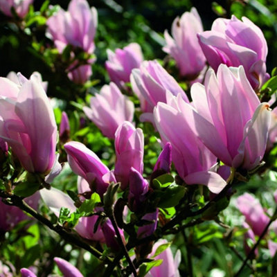 Magnolia George Henry Kern - Fragrant Flowering Tree for Enchanting Outdoor Gardens - UK Plant (20-30cm Height Including Pot)