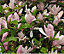 Magnolia George Henry Kern Tree Plant Gorgeous Pink Flowers 25-30cm