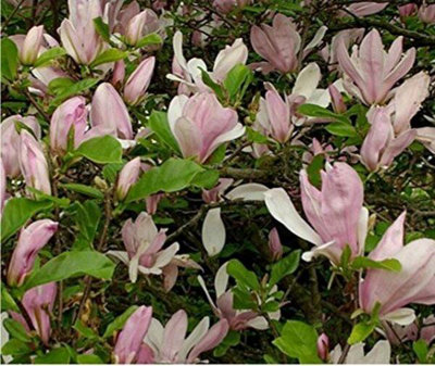 Magnolia Henry Kern Tree Plant Pink Flowers 2530cm