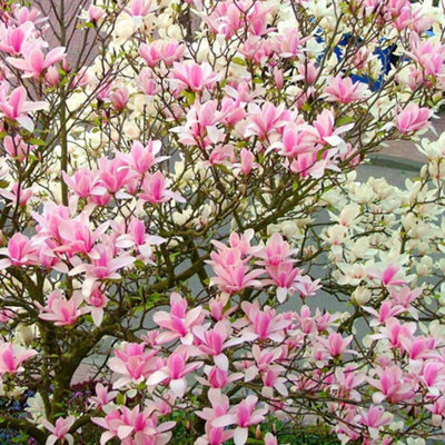 Magnolia Heaven Scent Tree - Scented Pink Flowers, Compact, Low ...