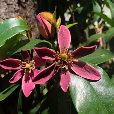 Magnolia hybrid Stellar Ruby 9cm Potted Plant x 1