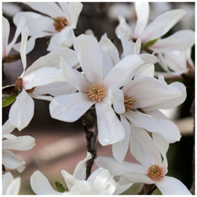 Magnolia 'Kobus' in 9cm Pot, Fragrant White Flowers In Your Garden 3FATPIGS