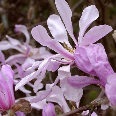 Magnolia 'Leonard Messel' in 9cm Pot - Rare Spring Flowering Shrub - 3