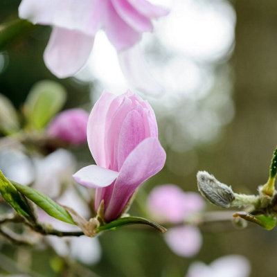 Magnolia 'Leonard Messel' in 9cm Pot - Rare Spring Flowering Shrub - 4