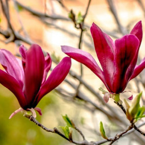 Magnolia Liliiflora 'Nigra' / Black Lily Magnolia in 11cm Pot, Purple Red Flowers 3FATPIGS