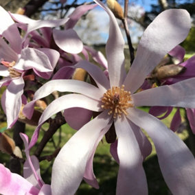 Magnolia Loebneri 'Leonard Messel' 2-3ft Tall In 2L Pot, Star-like Pink Tepals 3FATPIGS