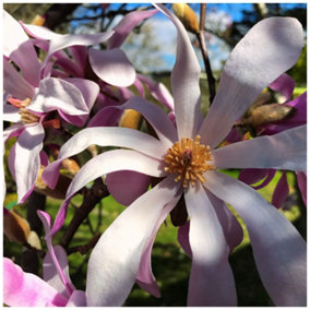 Magnolia Loebneri 'Leonard Messel' in 12cm Pot, Star-like Pink Tepals 3FATPIGS