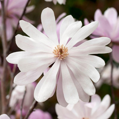 Magnolia Merrill - Elegant Flowering Tree for Serene Outdoor Gardens - UK  Plant (20-30cm Height Including Pot)